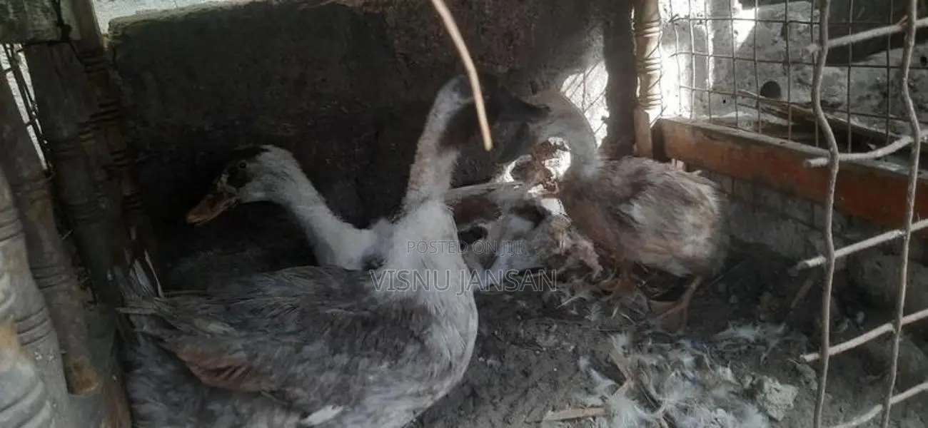 Farm Hens