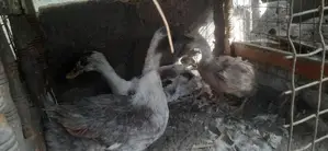 Farm Hens