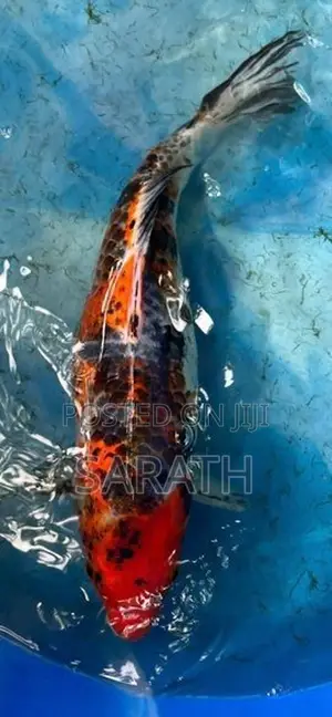 Koi Carp Fish