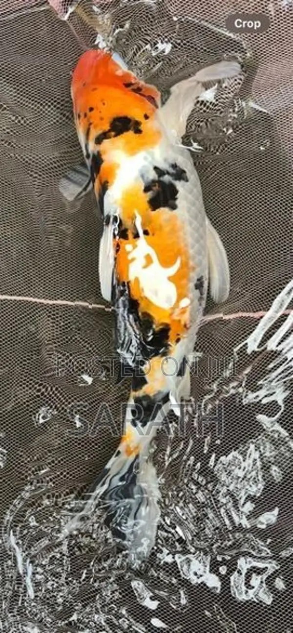 Koi Carp Fish