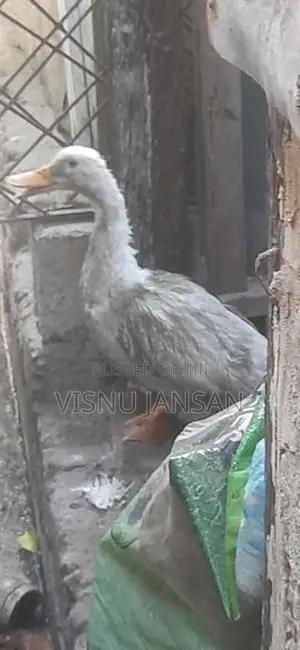Farm Hens