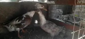 Farm Hens