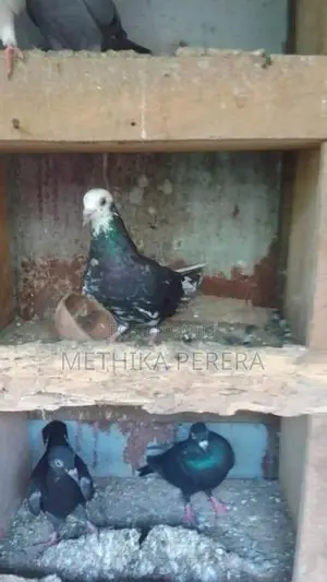 Pigeons