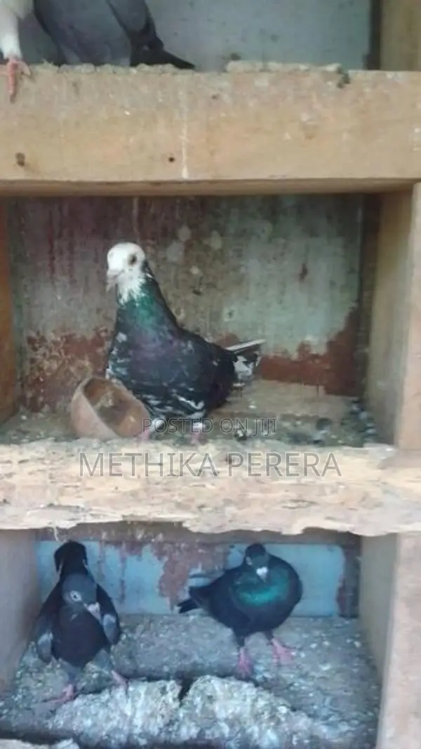 Pigeons