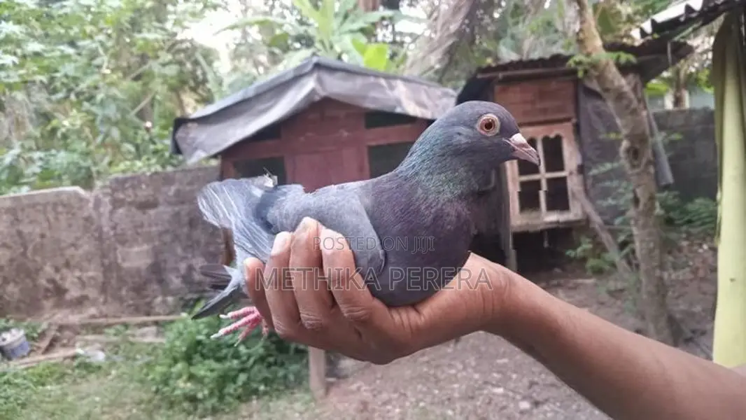 Pigeons