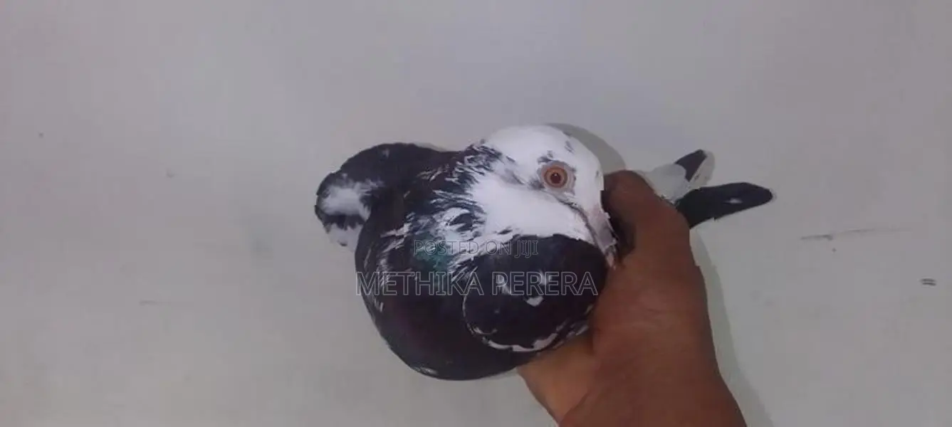 Pigeons
