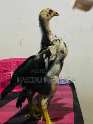 Shamo Rooster