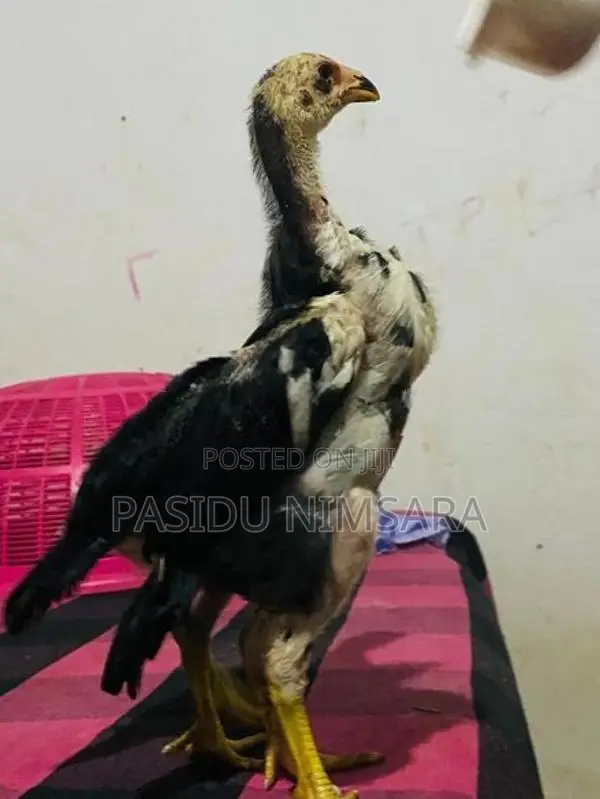Shamo Rooster