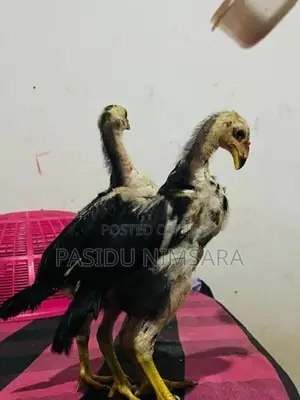 Shamo Rooster