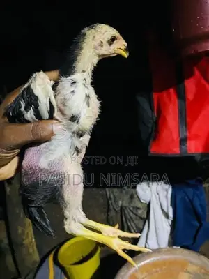 Shamo Rooster