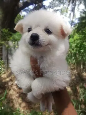 Lion Pomernarian Puppies