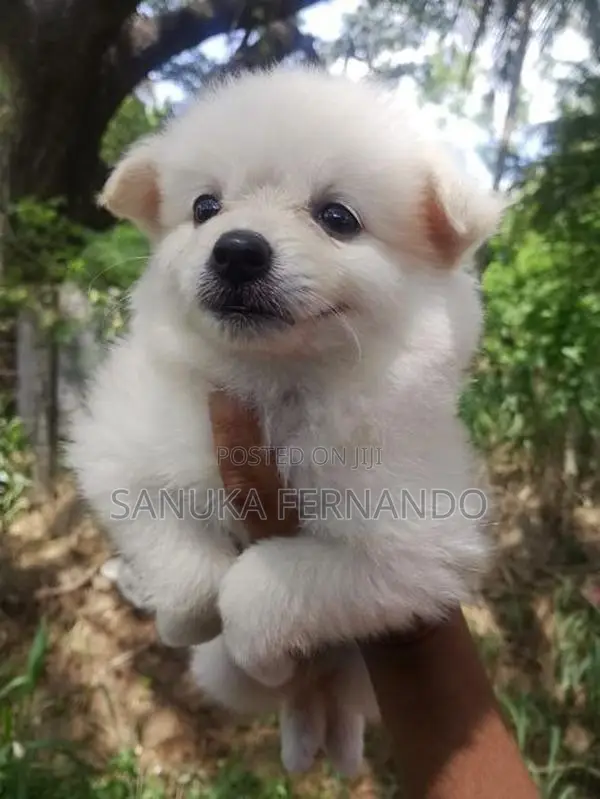 Lion Pomernarian Puppies