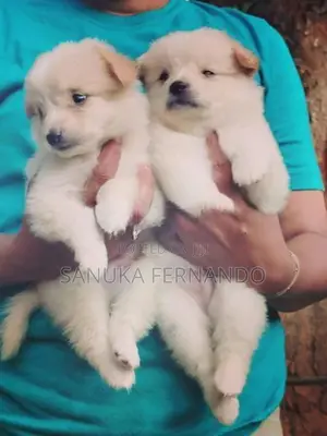 Lion Pomernarian Puppies