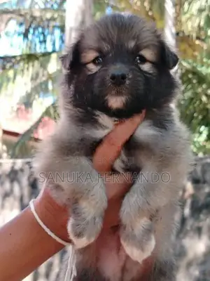 Lion Pomernarian Puppies