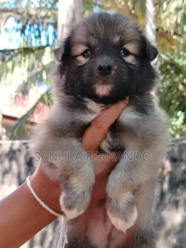 Lion Pomernarian Puppies