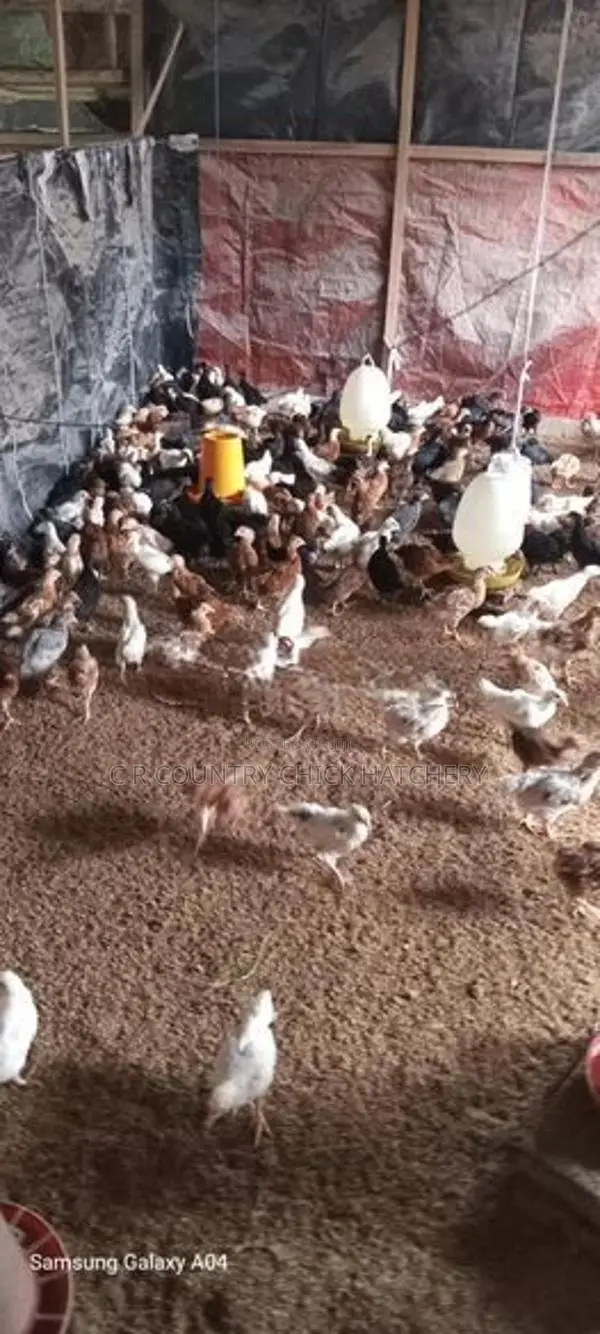 ගම් කිකිලි පැටවු
