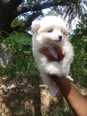 Lion Pomernarian Puppies