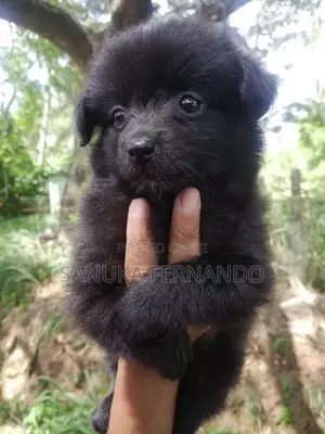 Lion Pomernarian Puppies