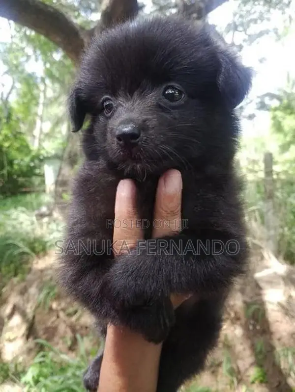 Lion Pomernarian Puppies