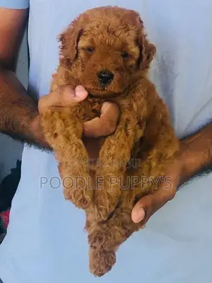Poodle Puppy