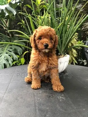 Poodle Puppy