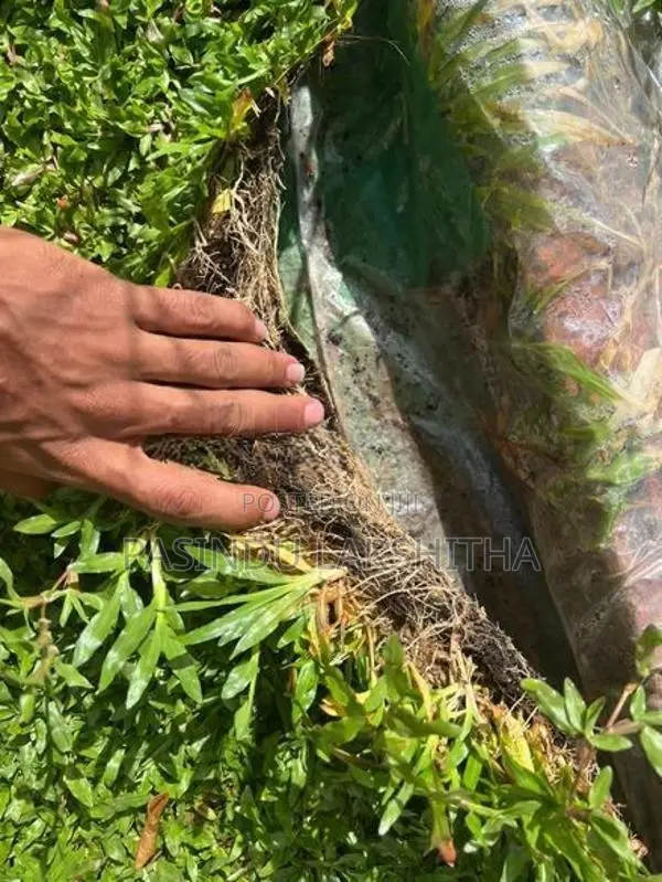 Malaysian Grass