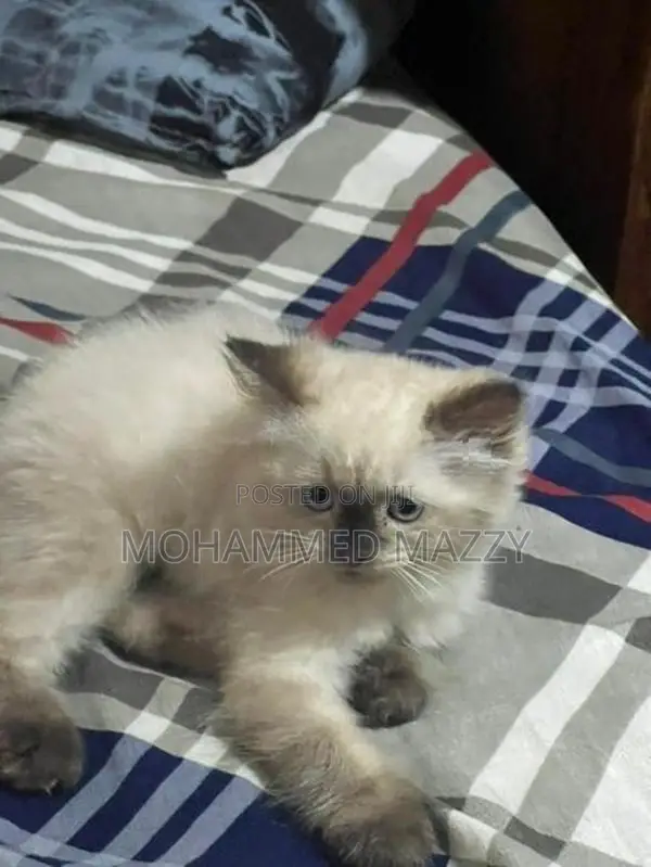 Persian Cat