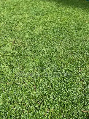 Malaysian Grass