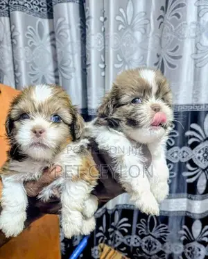 Shih Tzu Puppies