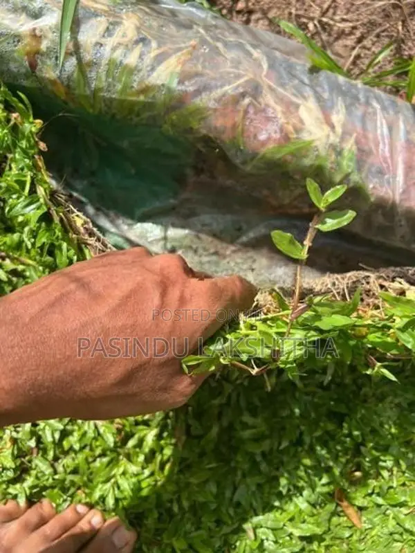 Malaysian Grass