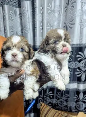 Shih Tzu Puppies
