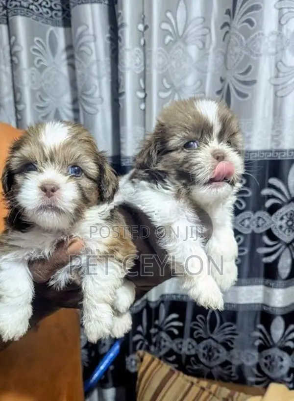 Shih Tzu Puppies