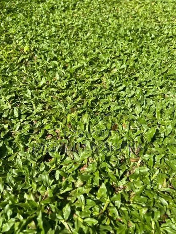 Malaysian Grass