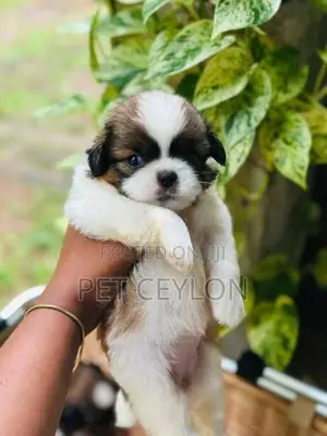 Shih Tzu Puppies