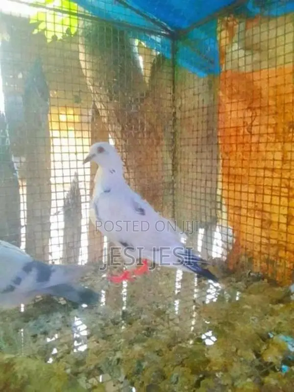 Pigeon