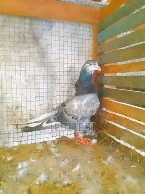 Pigeon