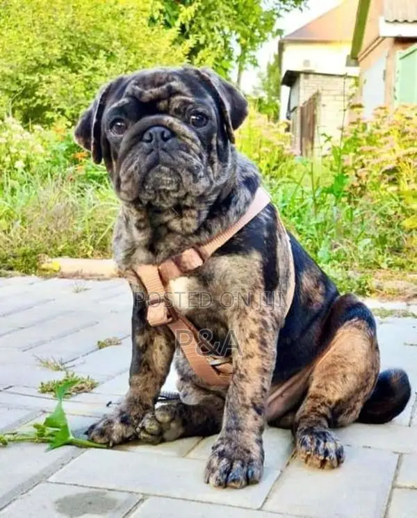 Pug Merle Color Puppy