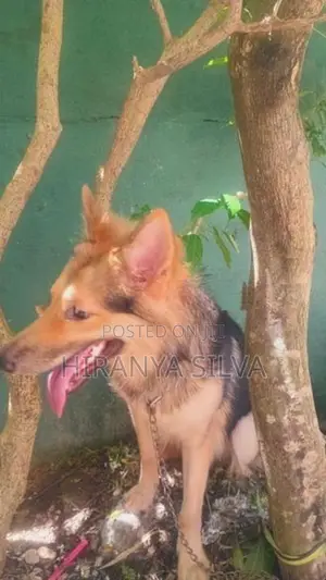 German Shepherd Puppy