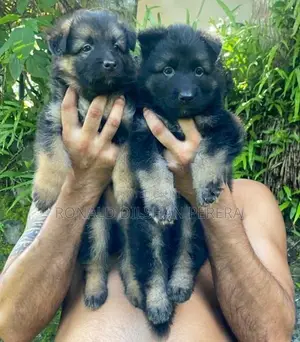 Two German Shepherd Puppies