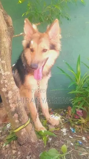 German Shepherd Puppy