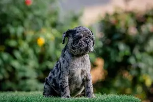 Pug Merle Color Puppy