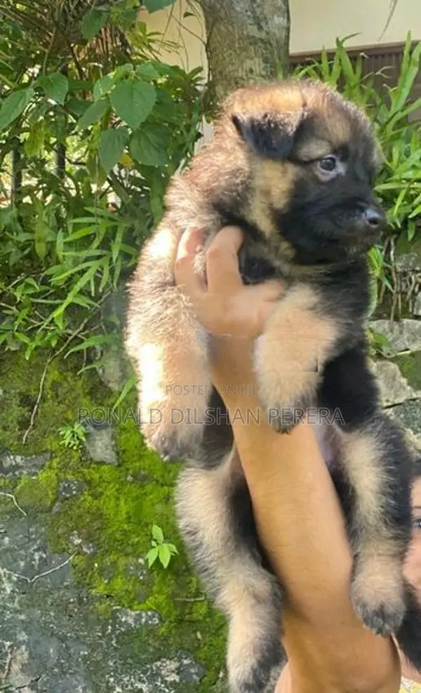 Two German Shepherd Puppies