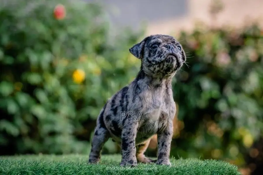 Pug Merle Color Puppy