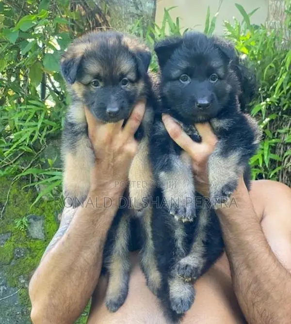 Two German Shepherd Puppies
