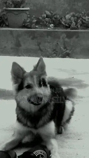 German Shepherd Puppy