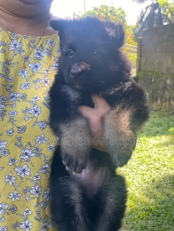 Two German Shepherd Puppies