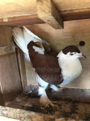 Pigeon