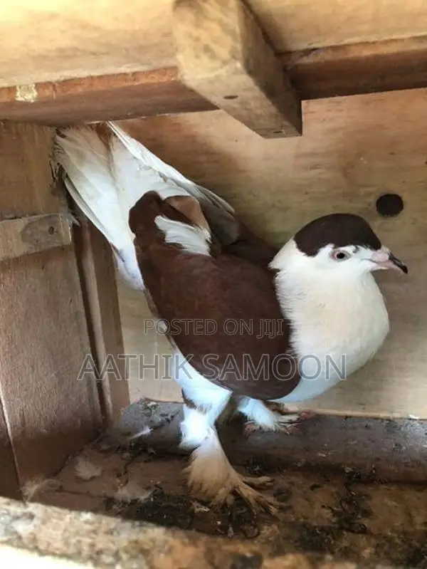 Pigeon