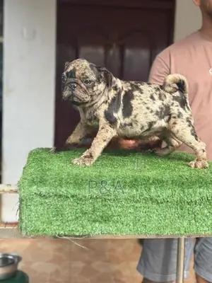Pug Merle Color Puppy
