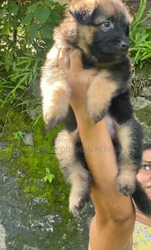 Two German Shepherd Puppies